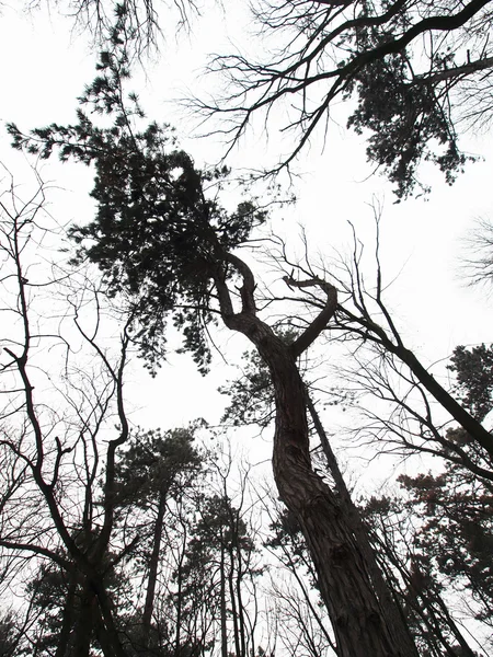 Ancienne forêt de pins abstraite — Photo