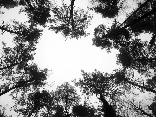 Foggy matin dans une forêt de pins — Photo