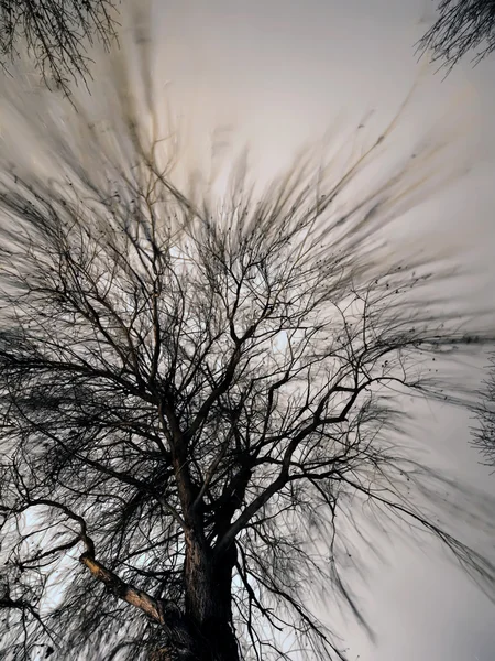 60 секунд в жизни дерева — стоковое фото
