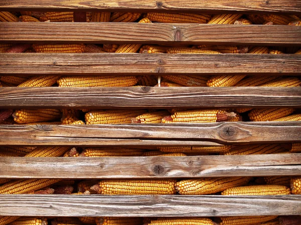 Cosecha de maíz — Foto de Stock