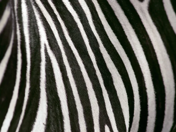Zebra doku
