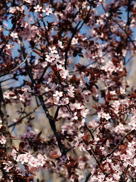 stock image Pink cherry blossom tree