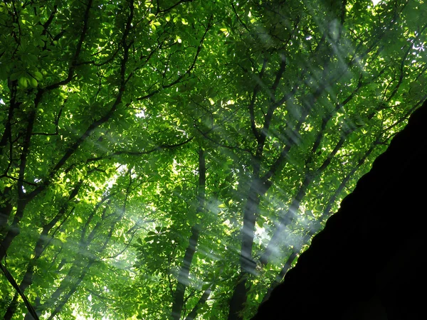 Rayos solares en el bosque — Foto de Stock