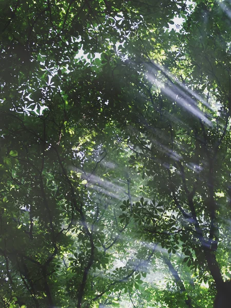Raggi di sole in una foresta nebbiosa — Foto Stock