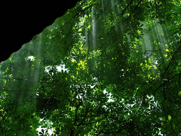 Raggi di luce nella foresta di castagni — Foto Stock