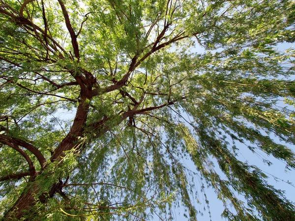 Willow tree — Stock Photo, Image