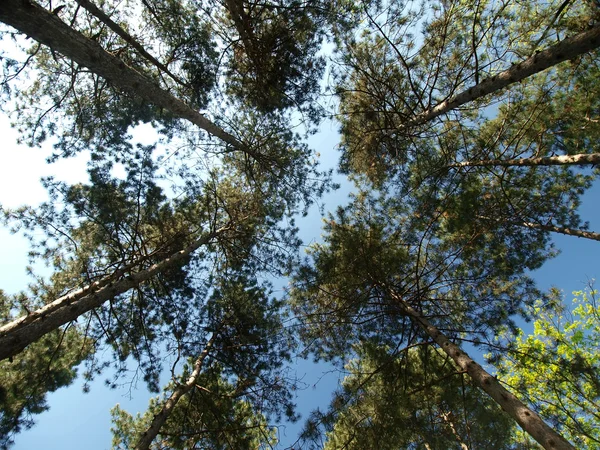 Dosel de bosque de pino ancestral — Foto de Stock