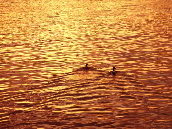 물에 의해 일몰 — 스톡 사진
