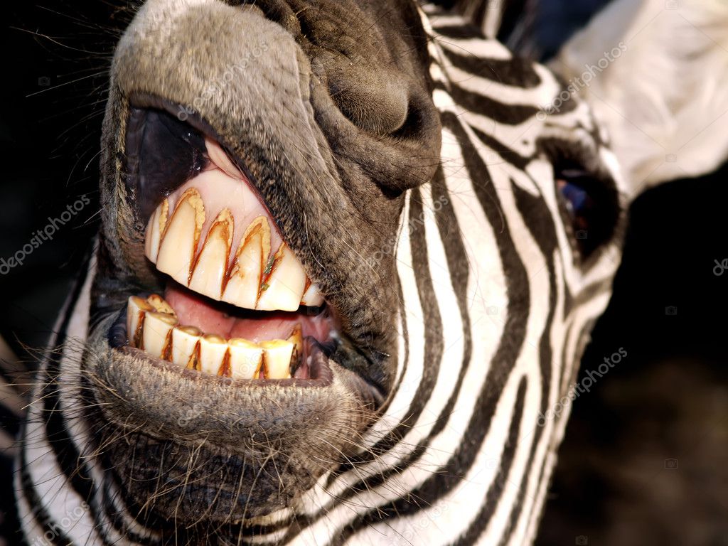 Animal teeth Stock Photos, Royalty Free Animal teeth Images | Depositphotos
