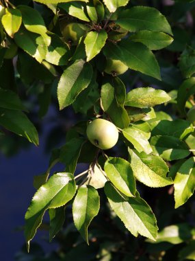 yabani elma ağacı meyve ile closeup