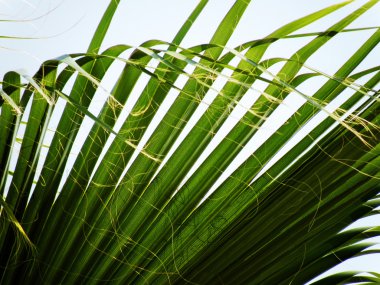 Palm leaves clipart
