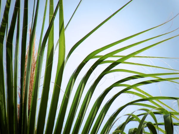 Folha de palma curva contra o céu azul brilhante — Fotografia de Stock