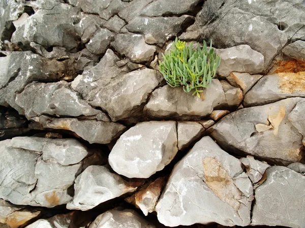 Plant growing from rocky cliff — Stock Photo, Image