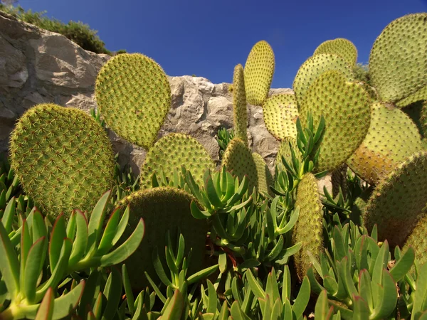 Cactuses and Samphire plant — Stock Photo, Image