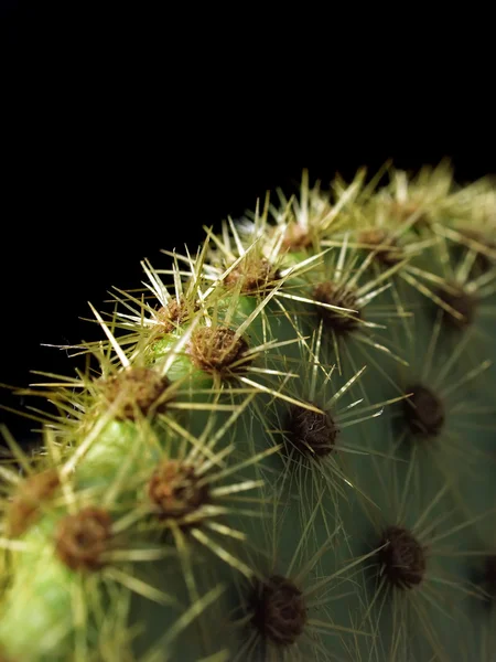 Ciernie kaktusów — Zdjęcie stockowe