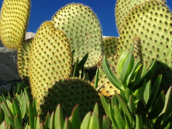 Kaktus i Zawciąg — Zdjęcie stockowe