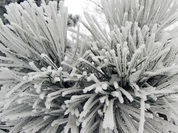 Agulhas de pinheiro compridas cobertas de neve — Fotografia de Stock