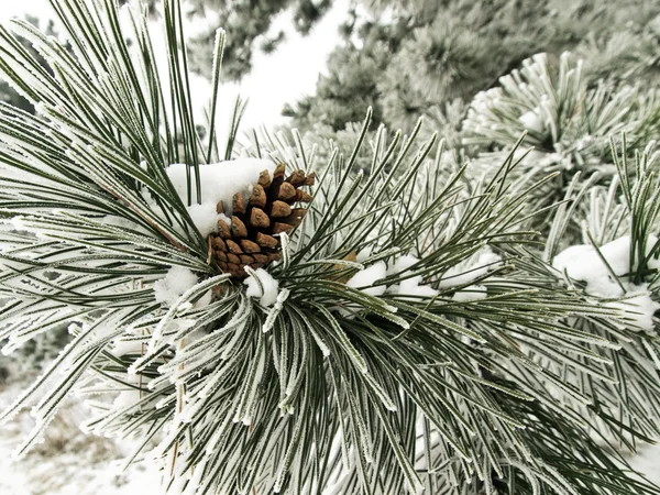 雪に覆われた松の枝 ロイヤリティフリーのストック画像