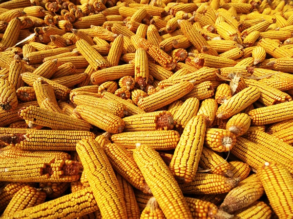Bacalao de maíz —  Fotos de Stock