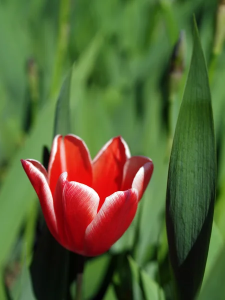 stock image Single red tulip against green leaves