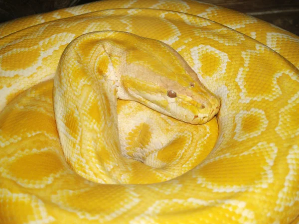Gele python — Stockfoto