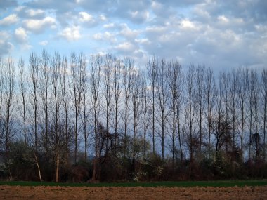 satır bahar ağaçları