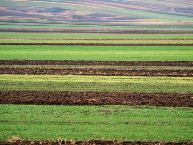 Striped farm land just before winter clipart