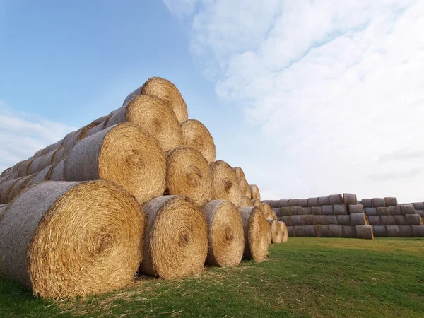 Endüstriyel ölçekte saman üretimi — Stok fotoğraf