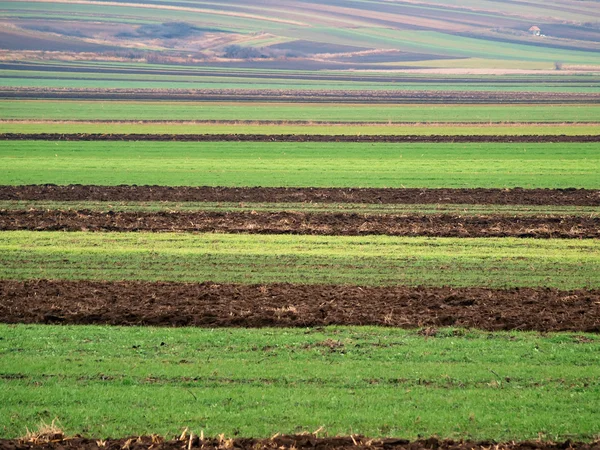 Terra agricola a strisce poco prima dell'inverno — Foto Stock