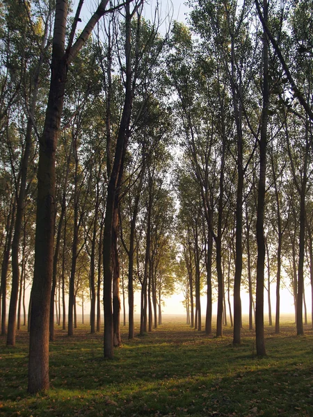 Bosque brumoso en la luz de la mañana — Foto de Stock