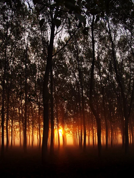 Morgendämmerung im Wald — Stockfoto