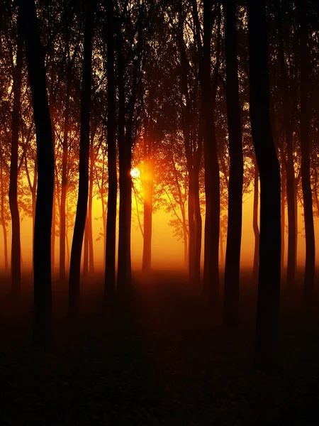 Mañana brumosa en un bosque — Foto de Stock