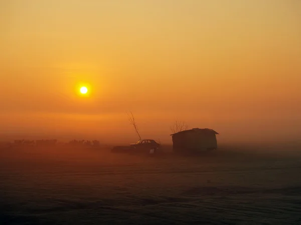 Bydła we mgle — Zdjęcie stockowe