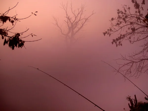 Cañas de pescar y árboles en una niebla — Foto de Stock