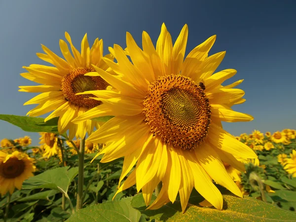 stock image Two large sunflowers