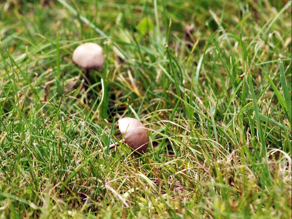 Selektiv inriktning närbild av två svampar — Stockfoto