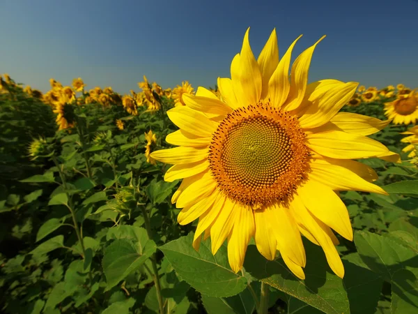 Stock image Yellow sunflower