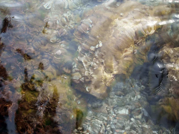 Algae on rocks under water surface — Stock Photo, Image