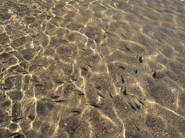 Peces salmonete bajo la superficie del mar — Foto de Stock