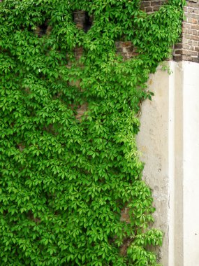 Creeper Plant on old wall clipart