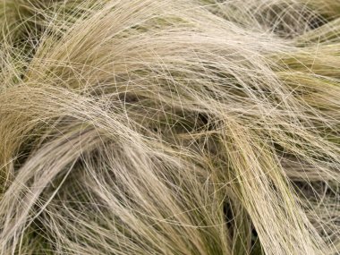 Hair grass clipart