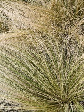 Hair grass background clipart