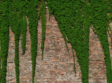 Old brick wall covered with vines clipart