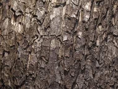 Tree bark close up clipart