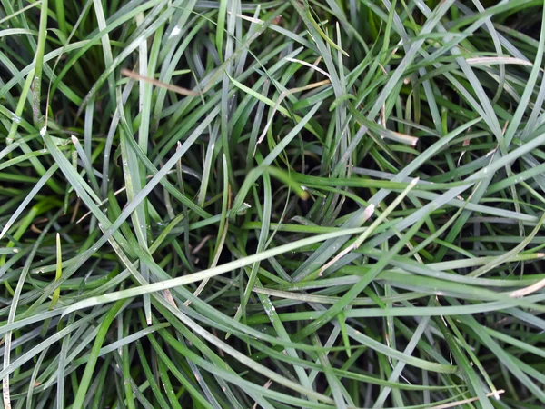 Grass blades — Stock Photo, Image