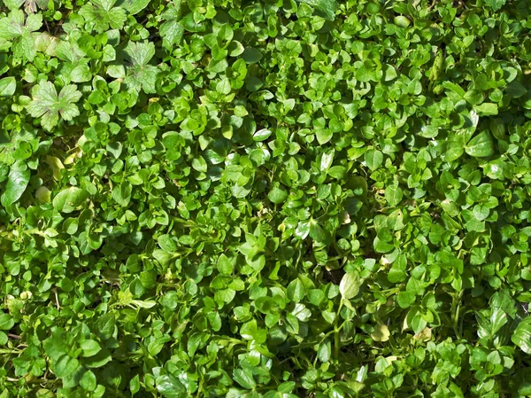 Piso de floresta verde — Fotografia de Stock