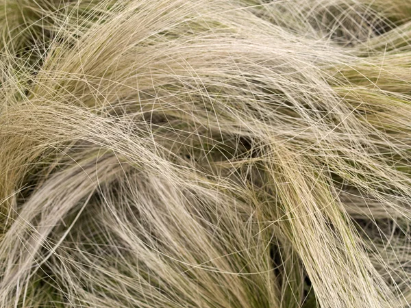 Hair grass — Stock Photo, Image