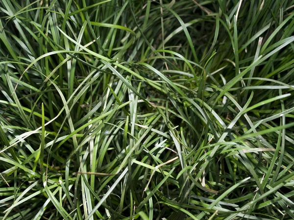 Lame lunghe d'erba — Foto Stock