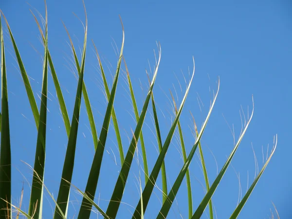 Palm leaf abstract against blue sky — Stock Photo, Image