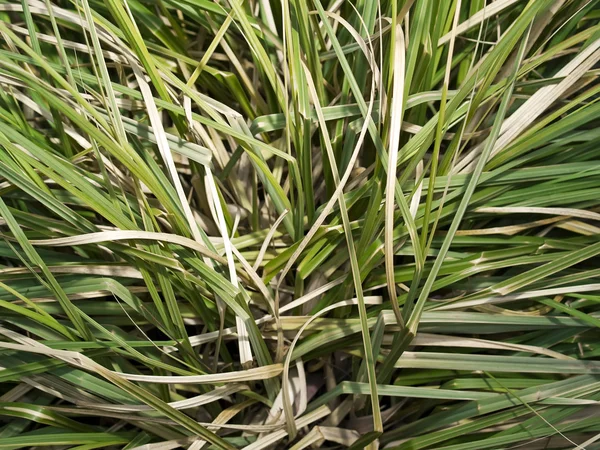 Semi-dry leaves of tall grass — Stock Photo, Image
